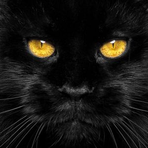 как сфотографировать черного кота