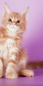 Вельветик - 2 месяца. Красивенный котик кремашик