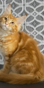 Кошечка Ксена - на фото 3 месяца