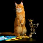 Международная выставка кошек «Бесконечность не предел! Нам 8 лет!», 19-20 июля 2014 в г. Челябинске.