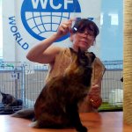 Эмма на WCF ринге ADULT у эксперта Marion Meister, Germany. Всемирная выставка кошек 25-26 июня 2016гВсемирная выставка кошек 25-26 июня 2016г