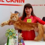Выставка "Золотая кошка" 4-5 марта