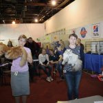 Выставка г. Кемерово 22 апреля 2017г. Тиффани и конкурент. Выбирают Лучшее взрослое животное SLH